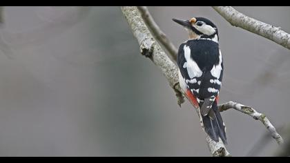 Great Spotted Woodpecker