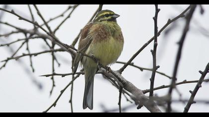 Cirl Bunting