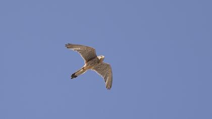 Common Kestrel