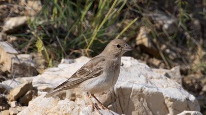 Pale Rockfinch
