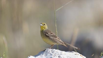 Cinereous Bunting