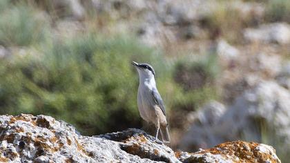 Western Rock Nuthatch