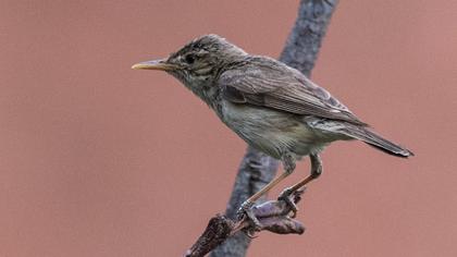 Eastern Olivaceous Warbler