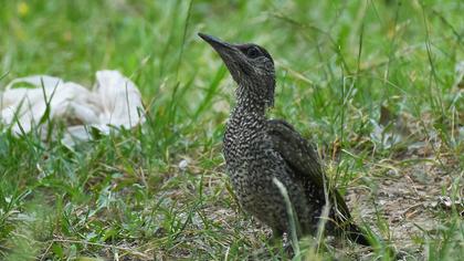 European Green Woodpecker