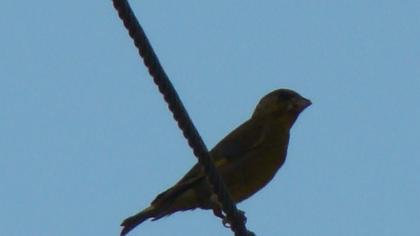 European Greenfinch