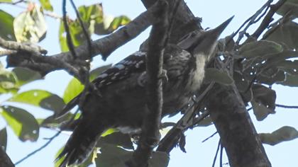 White-backed Woodpecker
