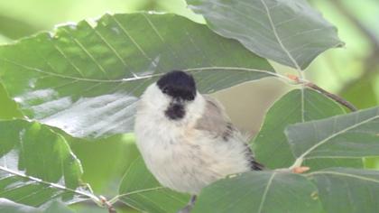 Marsh Tit