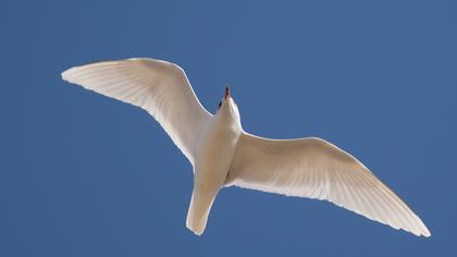 Mediterranean Gull