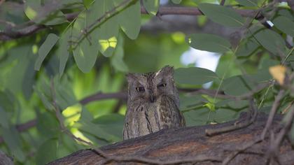 Pallid Scops Owl
