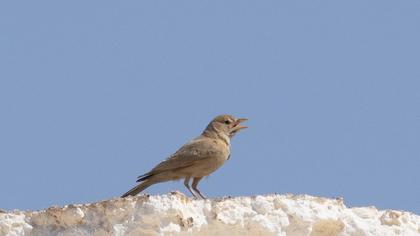 Desert Lark