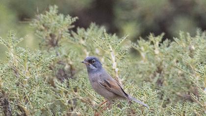 Spectacled Warbler
