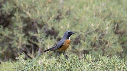 White-throated Robin