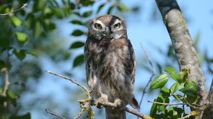 Little Owl