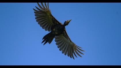 Black Woodpecker