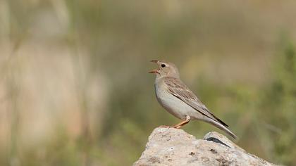 Pale Rockfinch