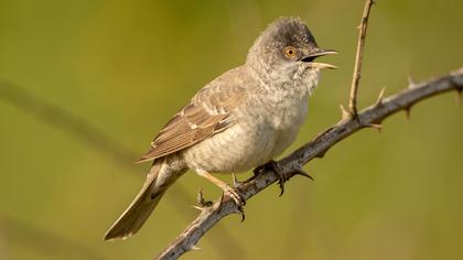 Barred Warbler