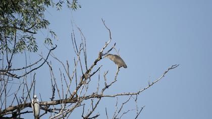 Black-crowned Night Heron