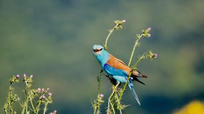 European Roller
