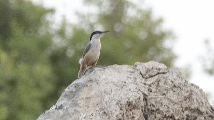 Eastern Rock Nuthatch