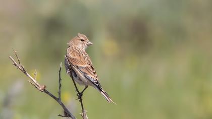 Common Linnet