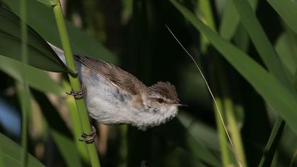 Paddyfield Warbler