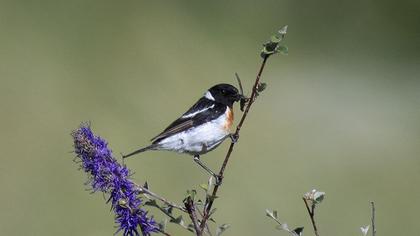 Siberian Stonechat
