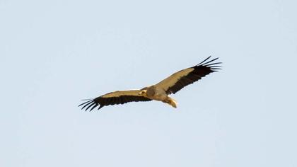 Egyptian Vulture