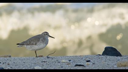 Red Knot