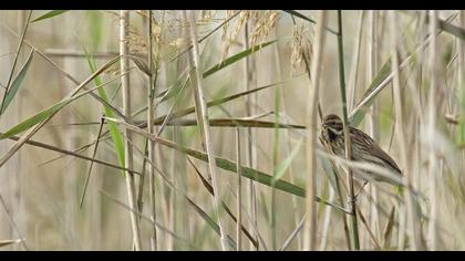 Common Reed Bunting