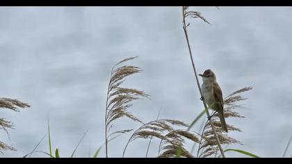 Great Reed Warbler