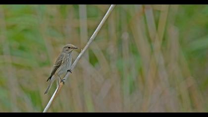 Spotted Flycatcher