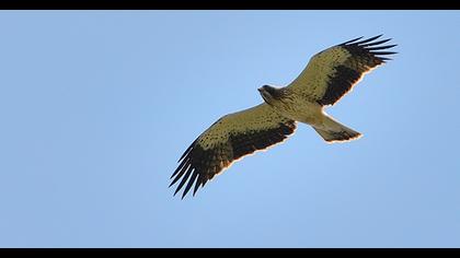Booted Eagle