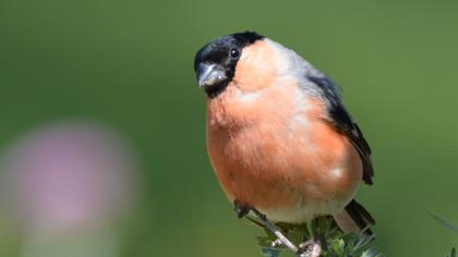 Eurasian Bullfinch