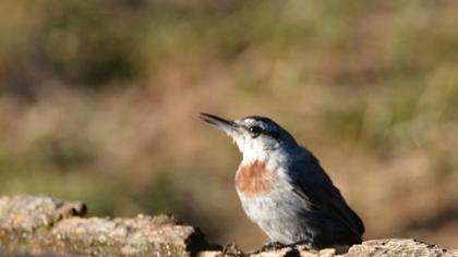 Krüper`s Nuthatch