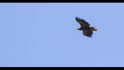 White-tailed Eagle