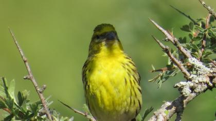 European Serin