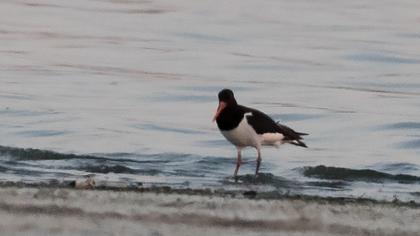 Eurasian Oystercatcher