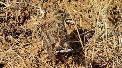 Rock Sparrow