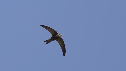 Common Swift