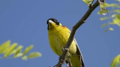 Black-headed Bunting