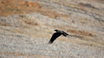 Hooded Crow