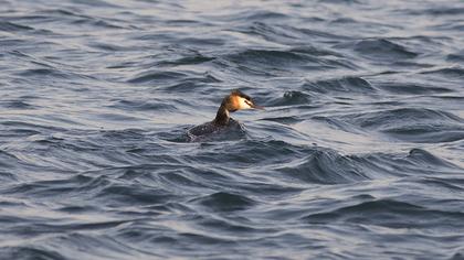 Great Crested Grebe