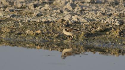 Dead Sea Sparrow