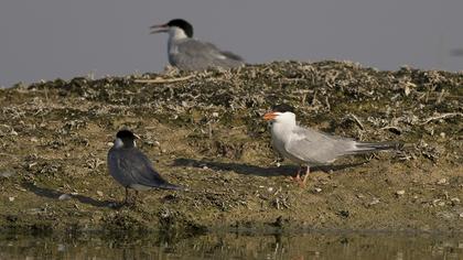 Common Tern