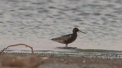 Spotted Redshank