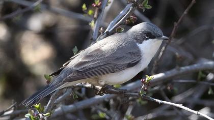 Lesser Whitethroat