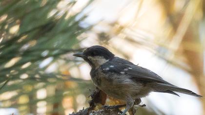 Coal Tit