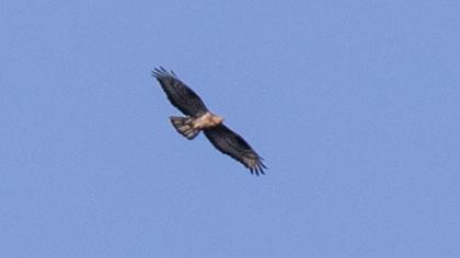 European Honey Buzzard