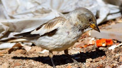 White-winged Snowfinch