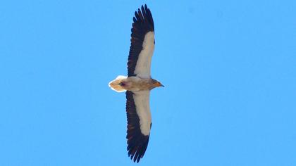 Egyptian Vulture